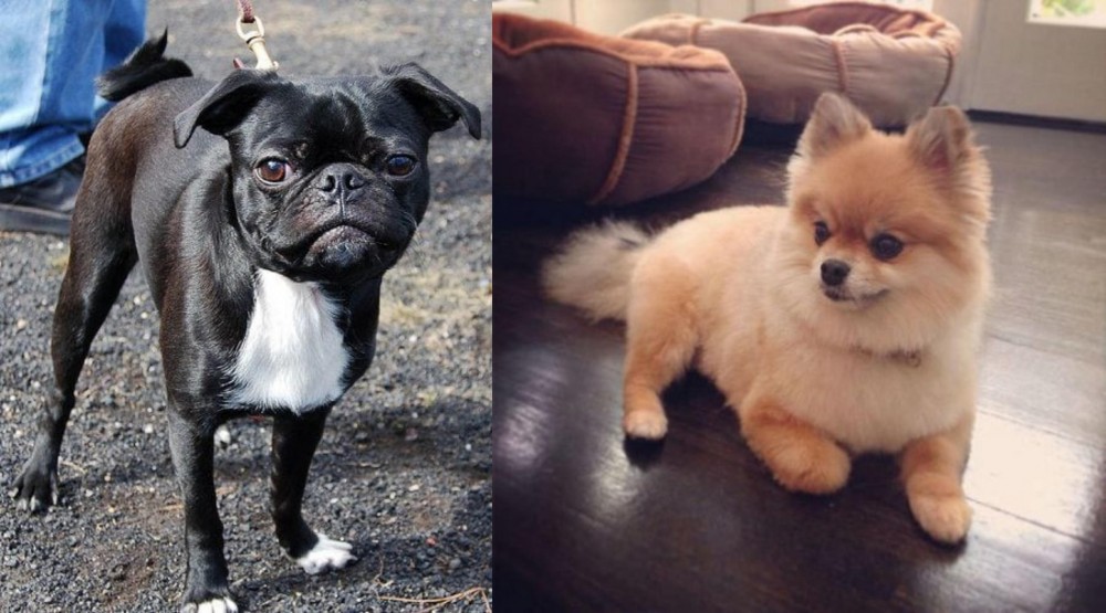 Pomeranian vs Bugg - Breed Comparison