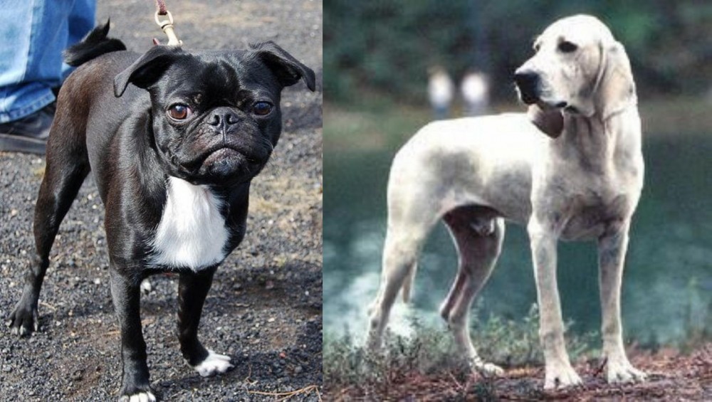 Porcelaine vs Bugg - Breed Comparison