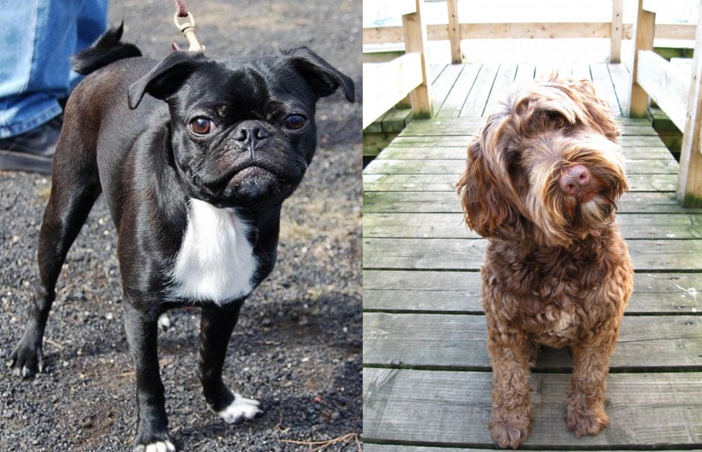 Portuguese Water Dog vs Bugg - Breed Comparison