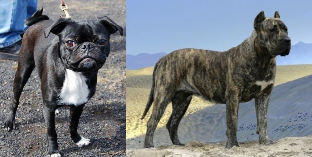 Presa Canario vs Bugg - Breed Comparison