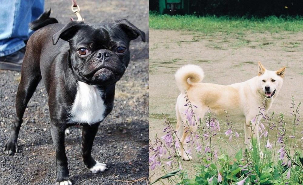 Pungsan Dog vs Bugg - Breed Comparison