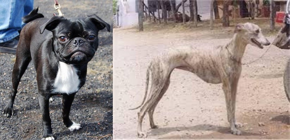 Rampur Greyhound vs Bugg - Breed Comparison