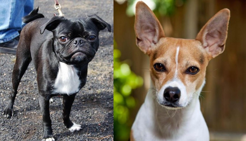 Rat Terrier vs Bugg - Breed Comparison