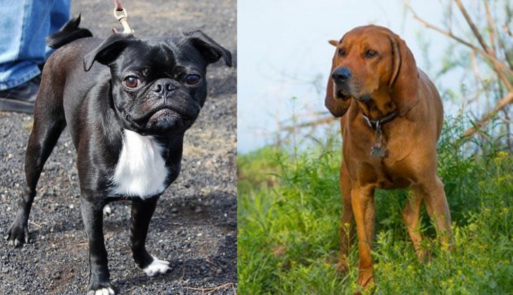 Redbone Coonhound vs Bugg - Breed Comparison