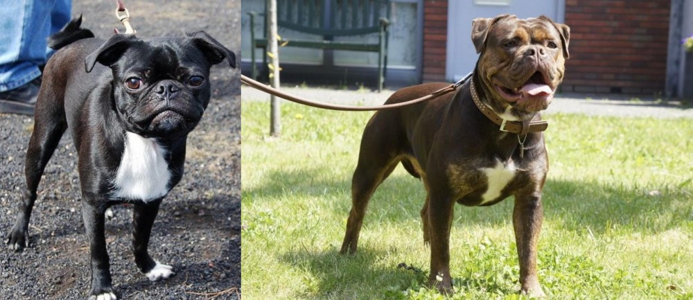 Renascence Bulldogge vs Bugg - Breed Comparison