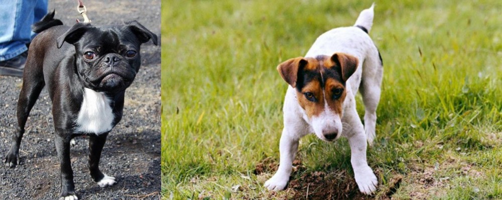 Russell Terrier vs Bugg - Breed Comparison