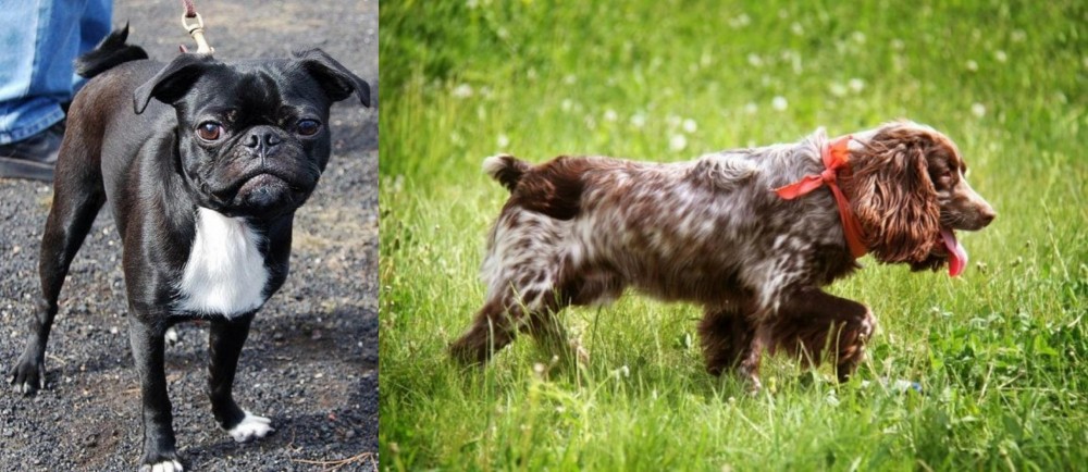 Russian Spaniel vs Bugg - Breed Comparison