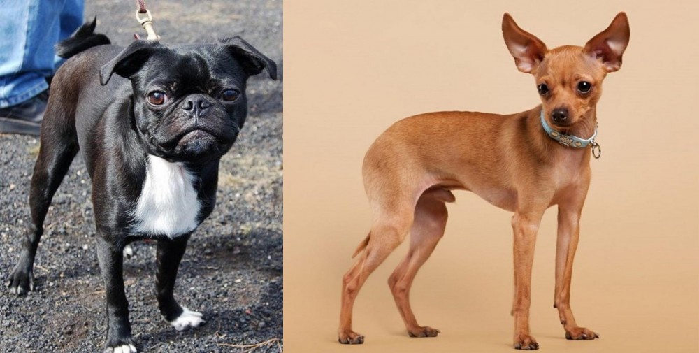 Russian Toy Terrier vs Bugg - Breed Comparison