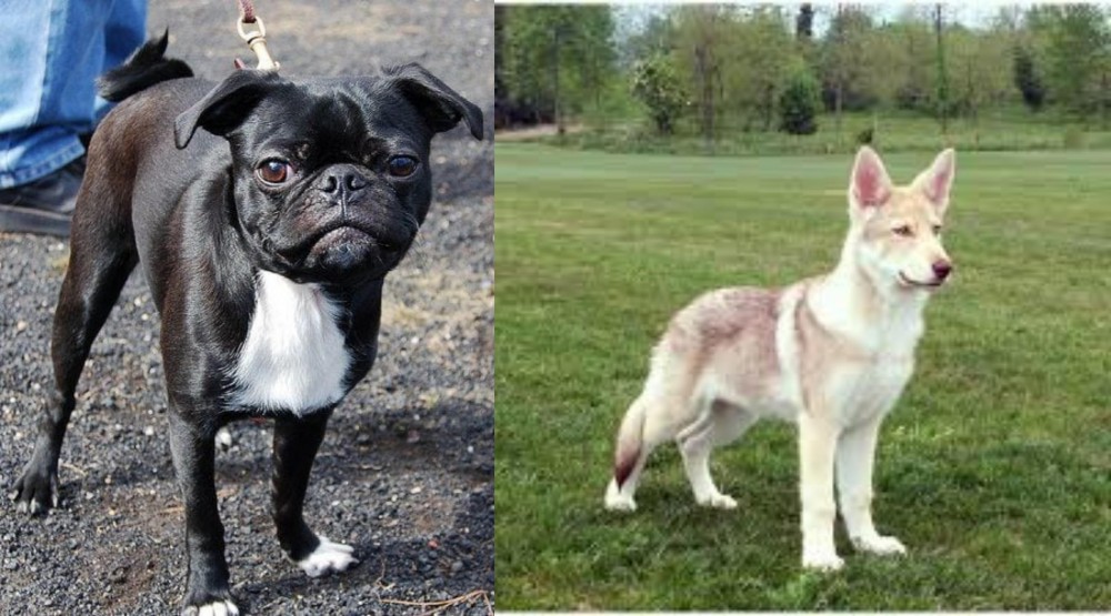 Saarlooswolfhond vs Bugg - Breed Comparison