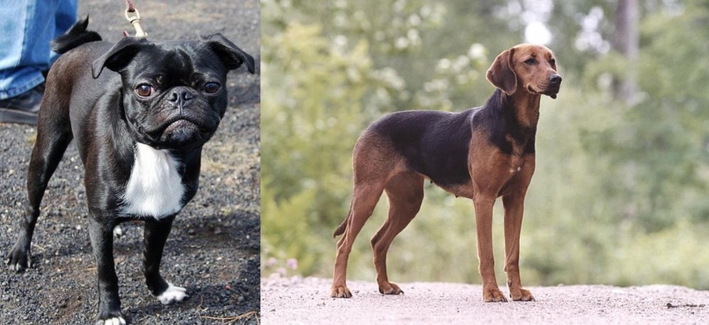 Schillerstovare vs Bugg - Breed Comparison