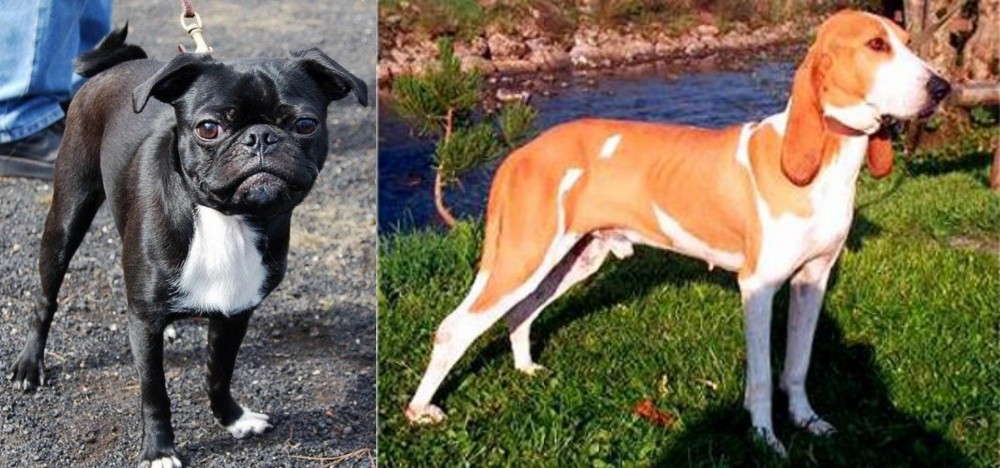 Schweizer Laufhund vs Bugg - Breed Comparison