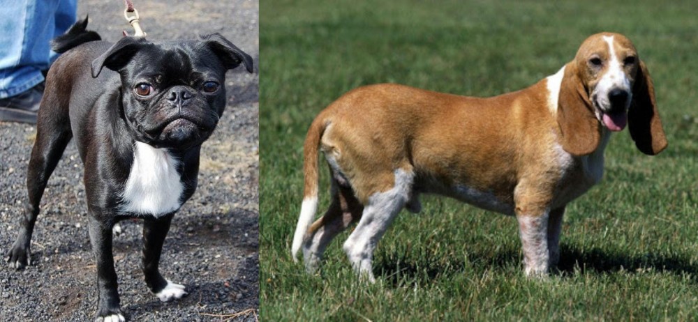 Schweizer Niederlaufhund vs Bugg - Breed Comparison