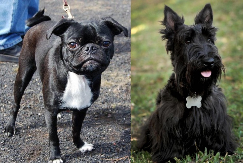 Scoland Terrier vs Bugg - Breed Comparison