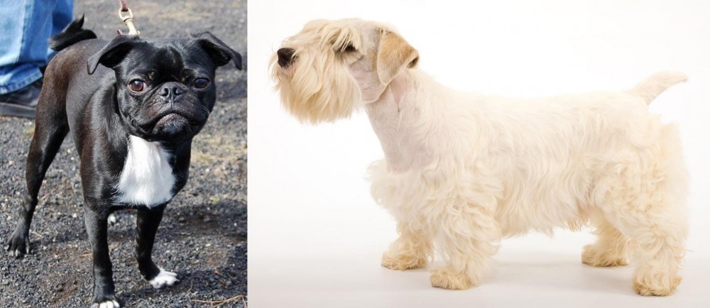 Sealyham Terrier vs Bugg - Breed Comparison