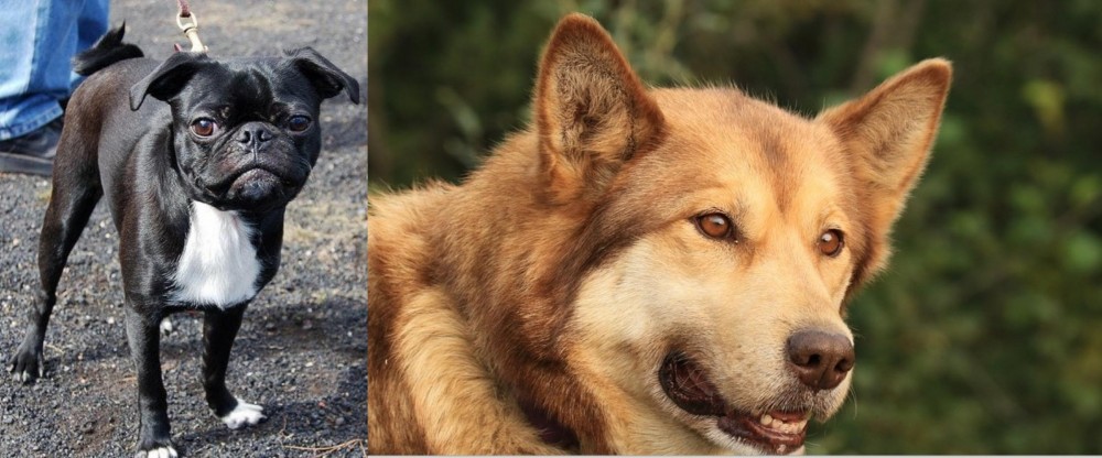 Seppala Siberian Sleddog vs Bugg - Breed Comparison