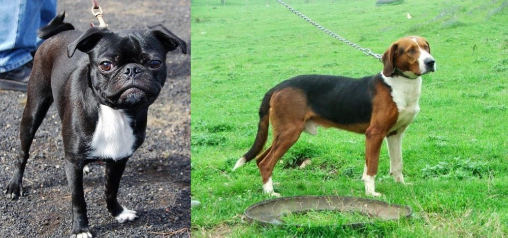 Serbian Tricolour Hound vs Bugg - Breed Comparison
