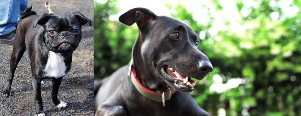 Shepard Labrador vs Bugg - Breed Comparison