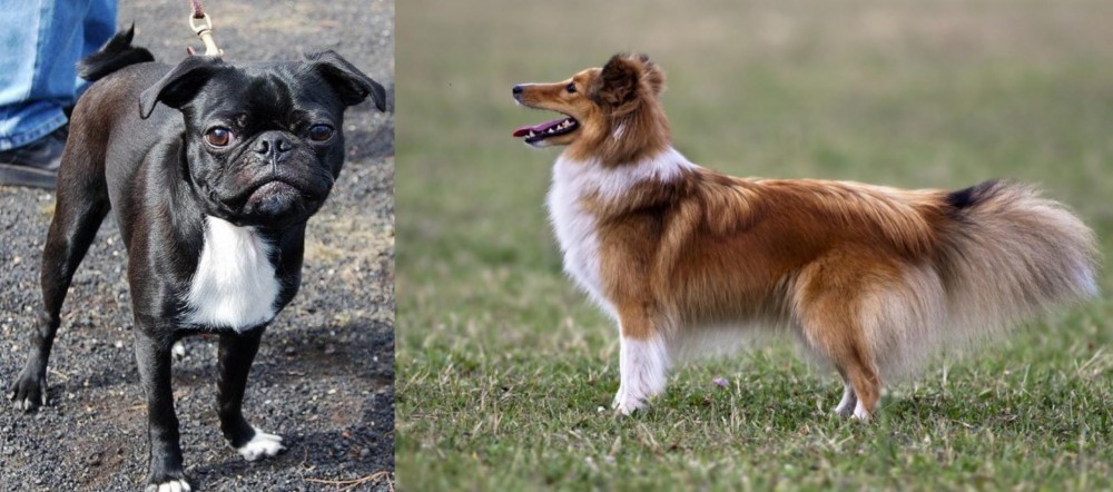 Shetland Sheepdog vs Bugg - Breed Comparison