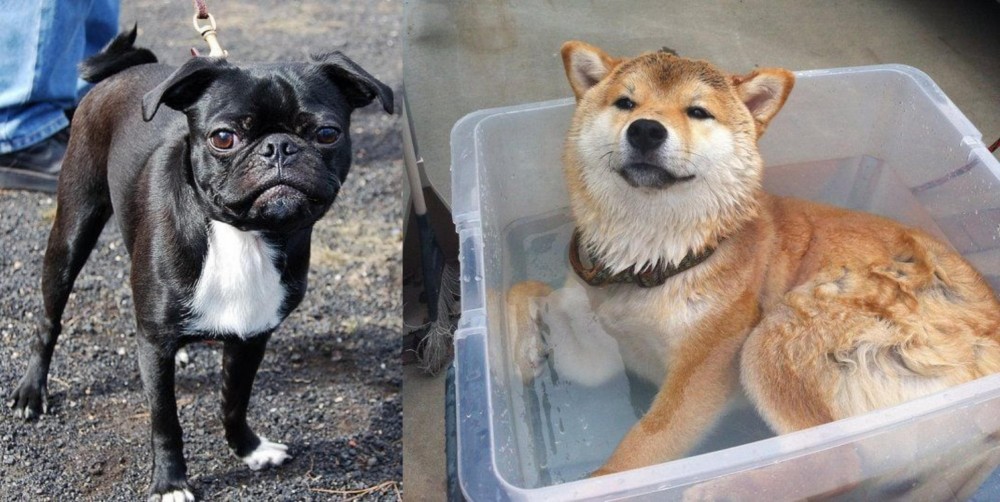 Shiba Inu vs Bugg - Breed Comparison