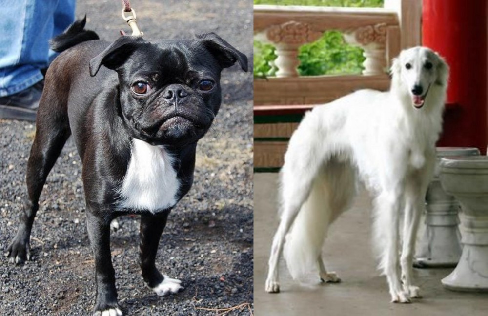 Silken Windhound vs Bugg - Breed Comparison