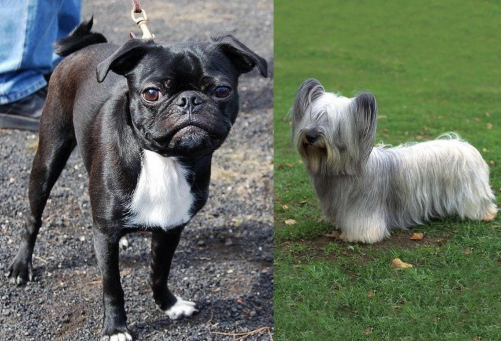 Skye Terrier vs Bugg - Breed Comparison