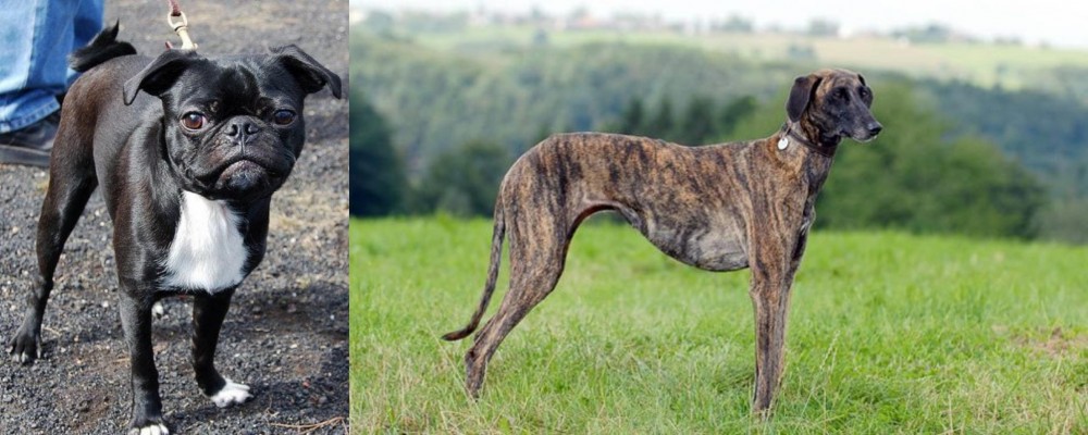 Sloughi vs Bugg - Breed Comparison