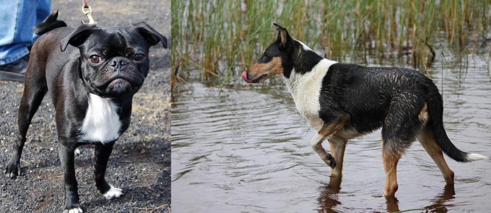 Smooth Collie vs Bugg - Breed Comparison