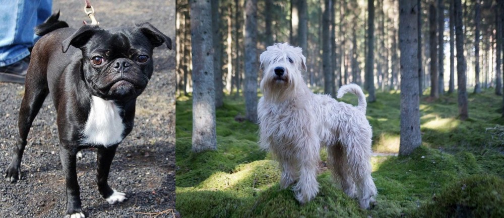 Soft-Coated Wheaten Terrier vs Bugg - Breed Comparison