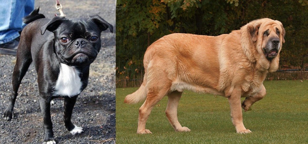 Spanish Mastiff vs Bugg - Breed Comparison