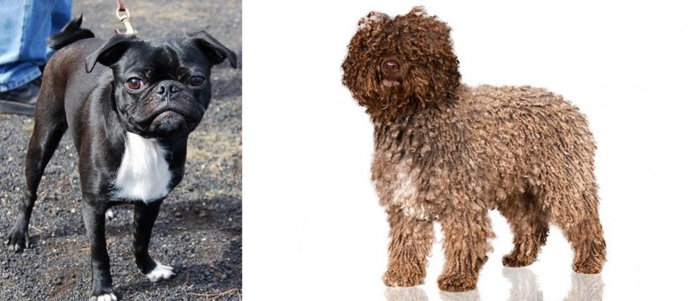 Spanish Water Dog vs Bugg - Breed Comparison