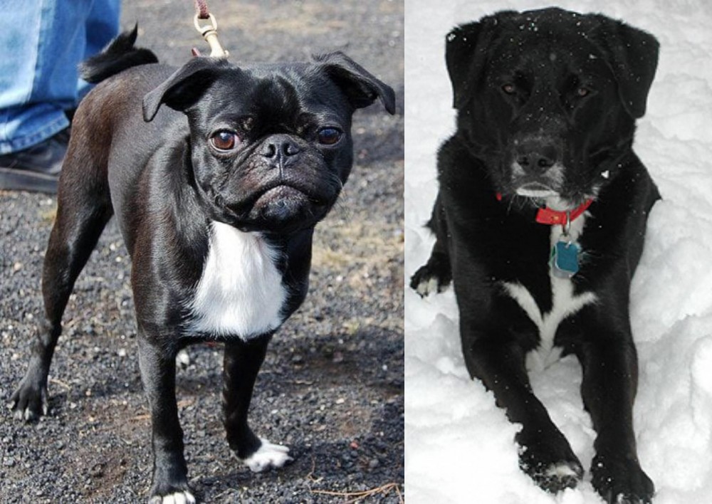 St. John's Water Dog vs Bugg - Breed Comparison