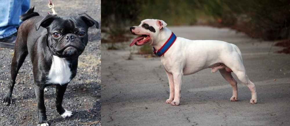 Staffordshire Bull Terrier vs Bugg - Breed Comparison