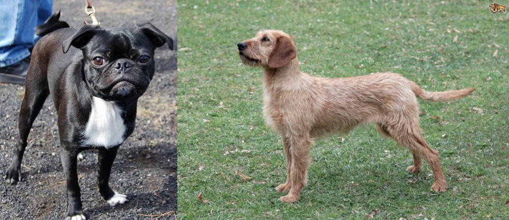 Styrian Coarse Haired Hound vs Bugg - Breed Comparison