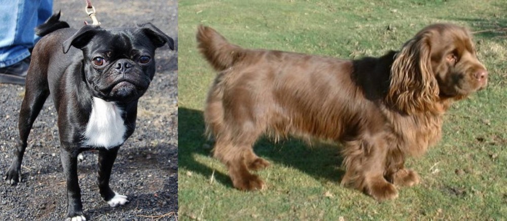 Sussex Spaniel vs Bugg - Breed Comparison
