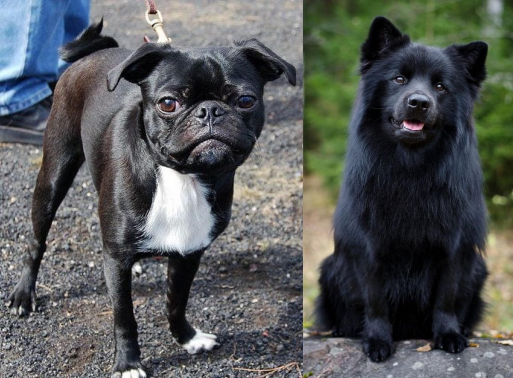 Swedish Lapphund vs Bugg - Breed Comparison