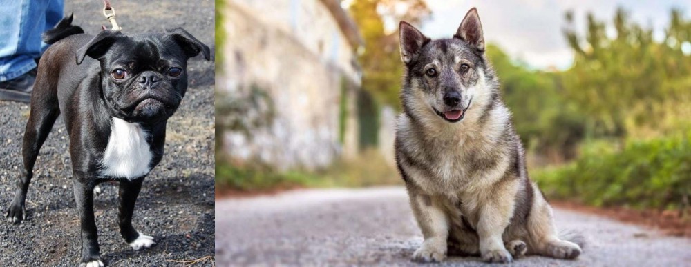 Swedish Vallhund vs Bugg - Breed Comparison