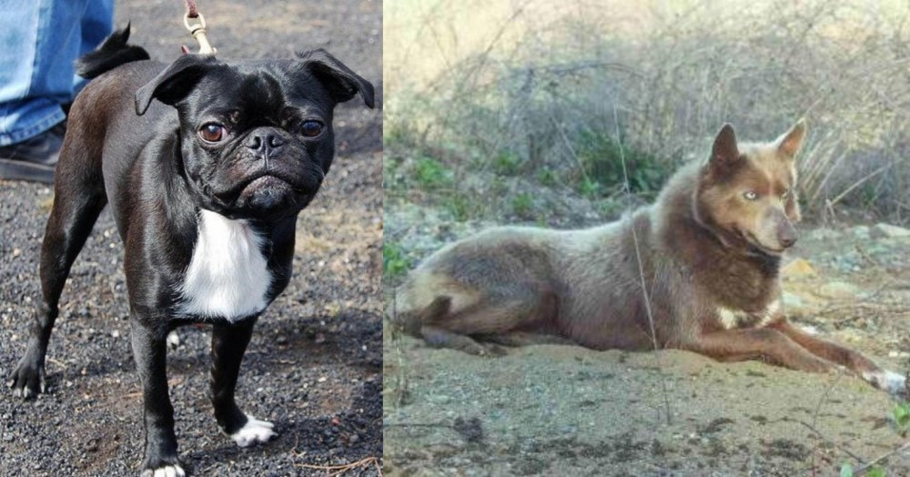 Tahltan Bear Dog vs Bugg - Breed Comparison