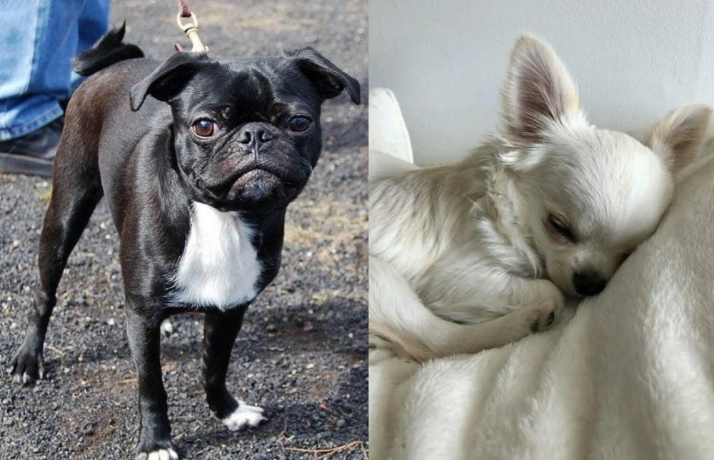 Tea Cup Chihuahua vs Bugg - Breed Comparison