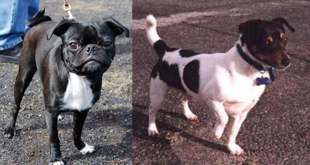 Teddy Roosevelt Terrier vs Bugg - Breed Comparison