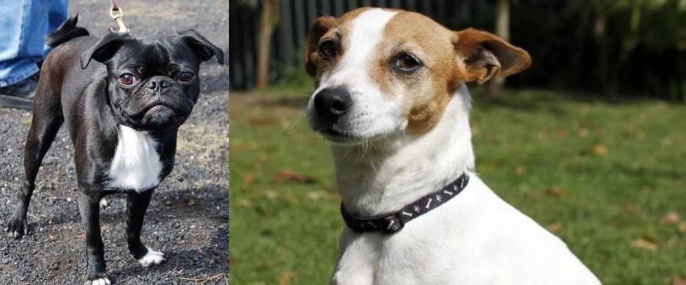 Tenterfield Terrier vs Bugg - Breed Comparison