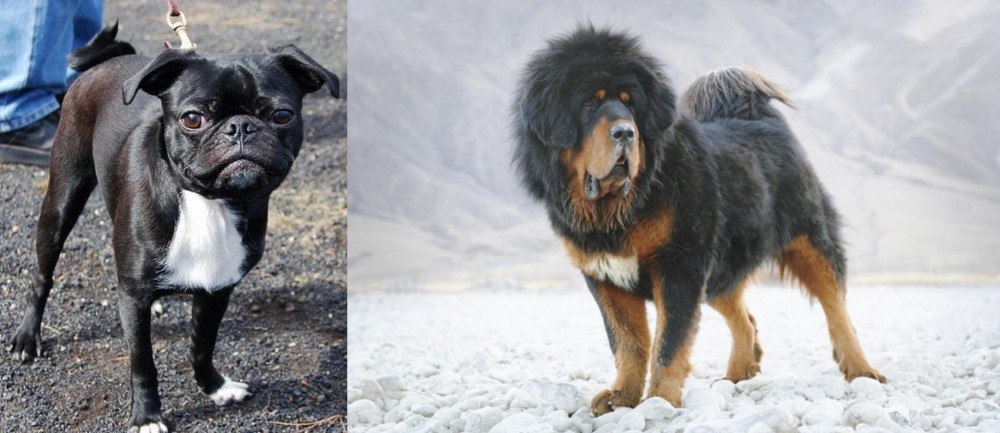 Tibetan Mastiff vs Bugg - Breed Comparison