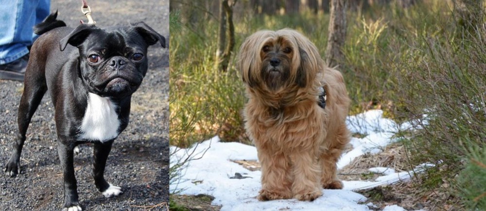 Tibetan Terrier vs Bugg - Breed Comparison