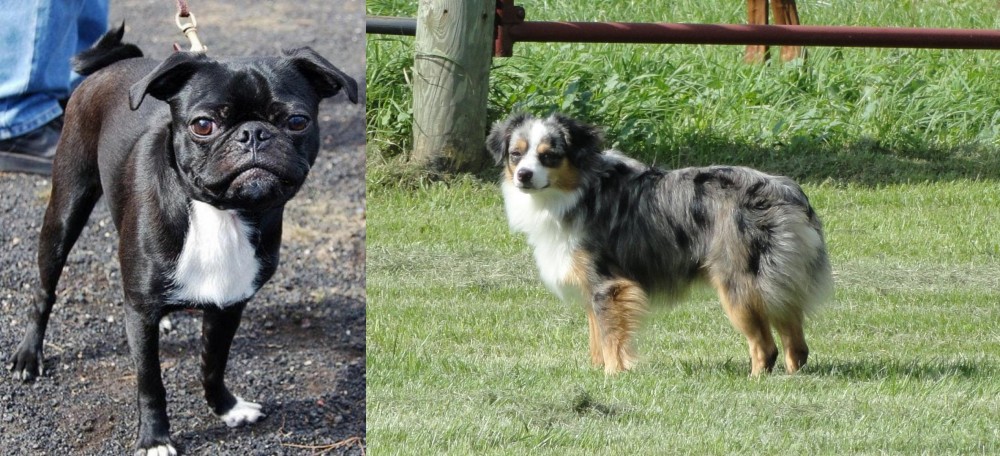 Toy Australian Shepherd vs Bugg - Breed Comparison