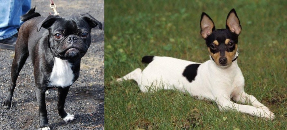 Toy Fox Terrier vs Bugg - Breed Comparison