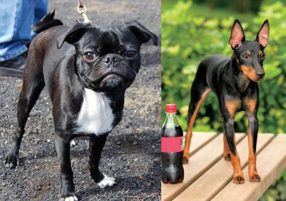 Toy Manchester Terrier vs Bugg - Breed Comparison