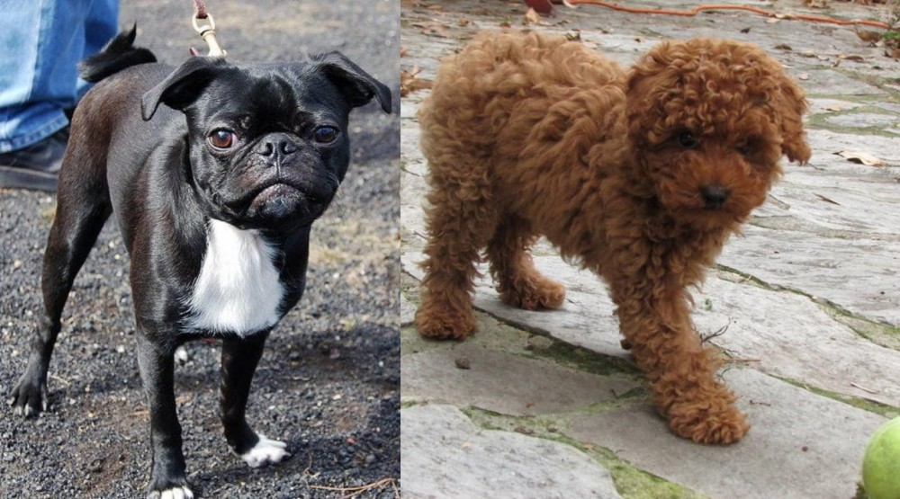 Toy Poodle vs Bugg - Breed Comparison