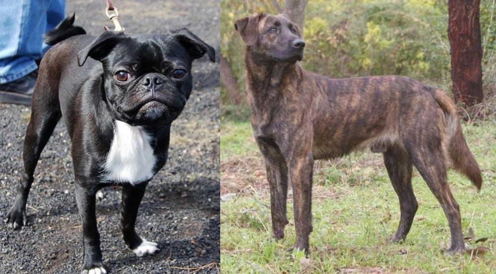 Treeing Tennessee Brindle vs Bugg - Breed Comparison
