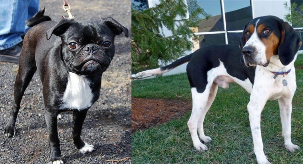 Treeing Walker Coonhound vs Bugg - Breed Comparison