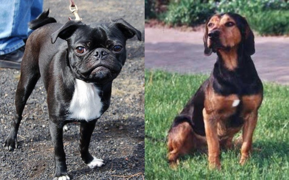 Tyrolean Hound vs Bugg - Breed Comparison
