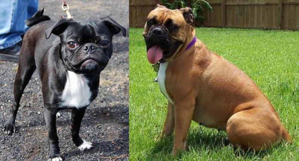 Valley Bulldog vs Bugg - Breed Comparison